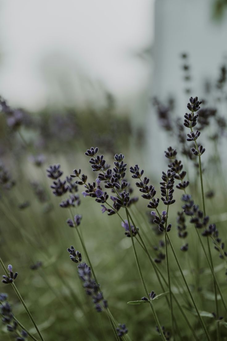 Lavender Cloud ULTRALIGHT - 200g